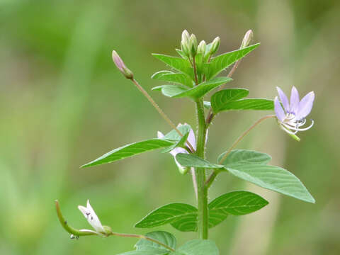 Image of fringed spiderflower