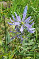 Image de Camassia quamash subsp. maxima Gould