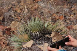 Image of Agave rzedowskiana P. Carrillo, Vega & R. Delgad.