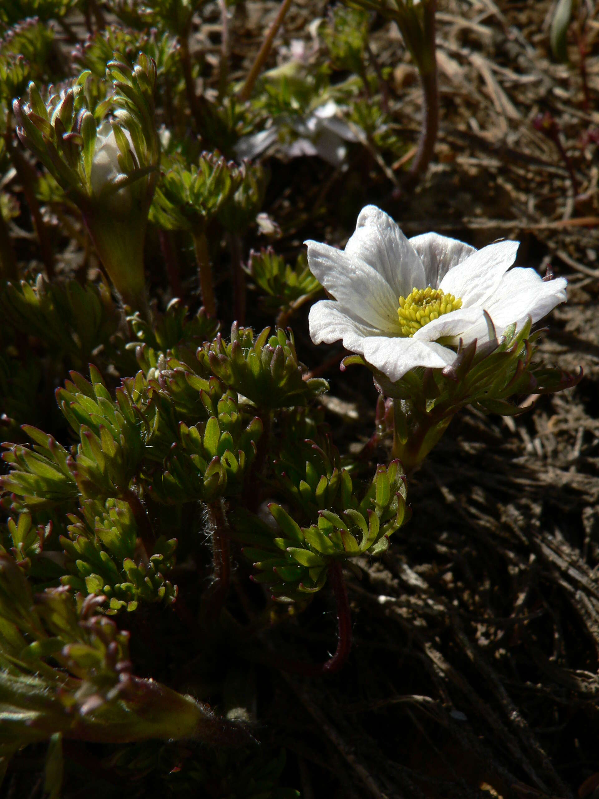 Anemone drummondii S. Wats. resmi