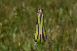 Image of Hypochaeris megapotamica Cabrera