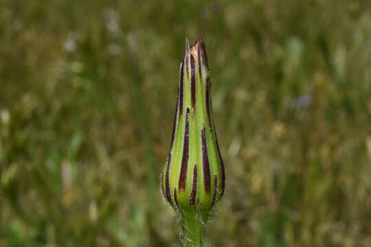 Image of Hypochaeris megapotamica Cabrera