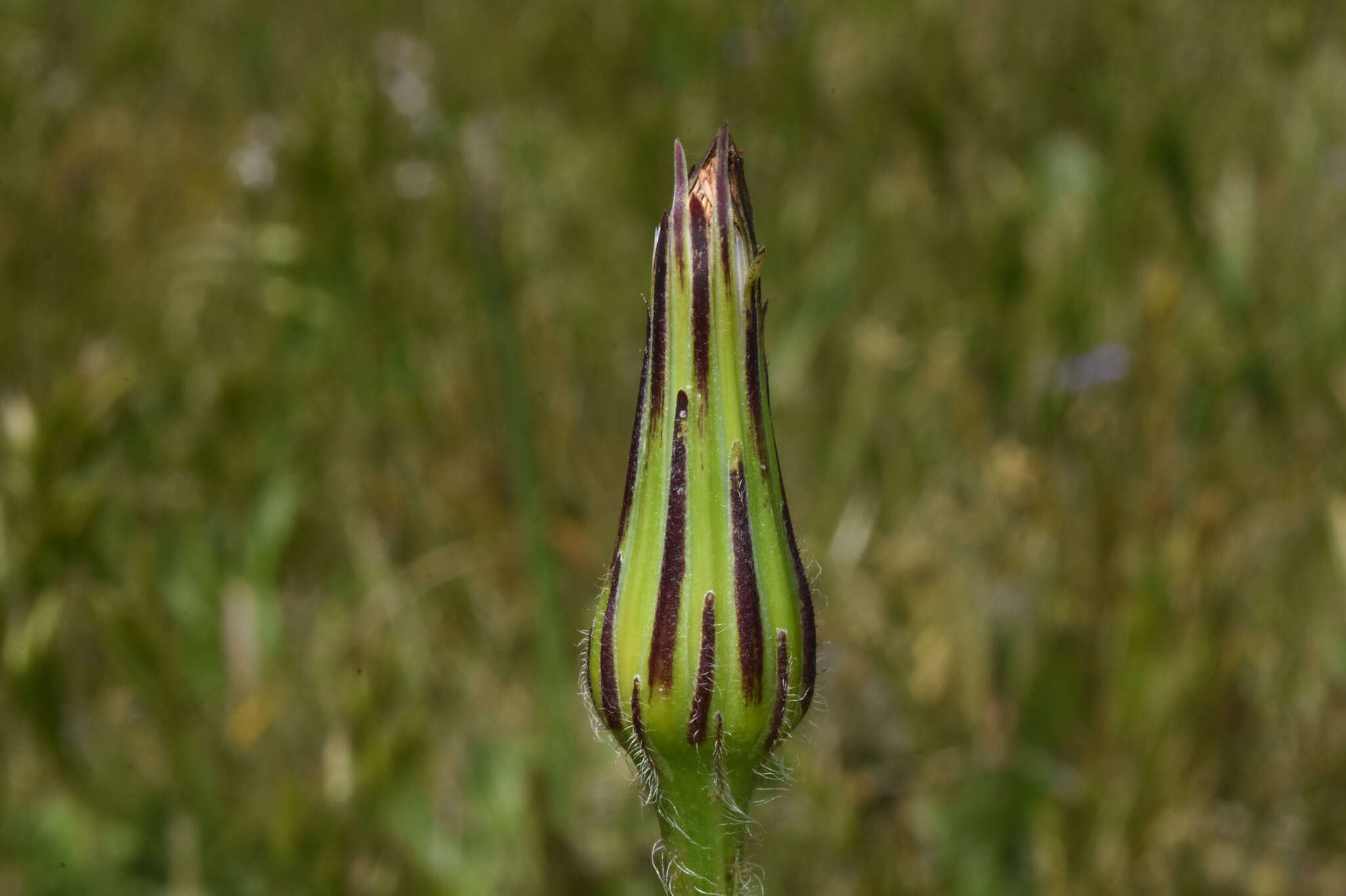 Image of Hypochaeris megapotamica Cabrera