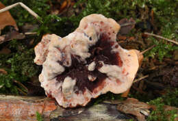 Image de Hydnellum peckii Banker 1912