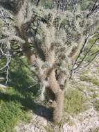 Image of Munz Cholla