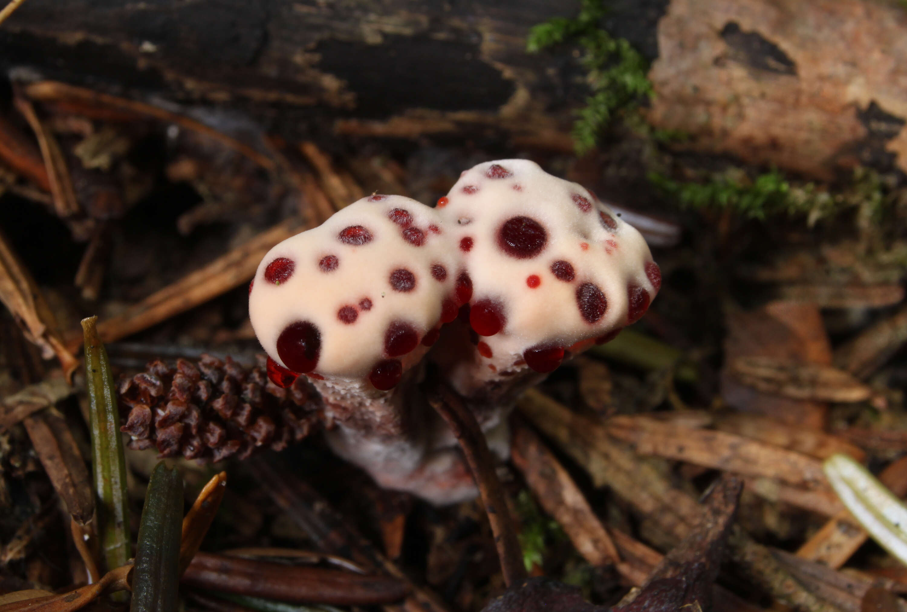 Image de Hydnellum peckii Banker 1912