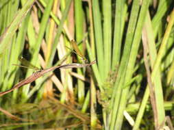 Image of Syrian Demoiselle