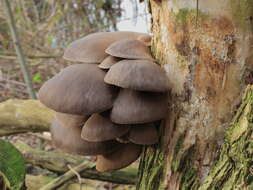 Image of Pleurotus ostreatus (Jacq.) P. Kumm. 1871