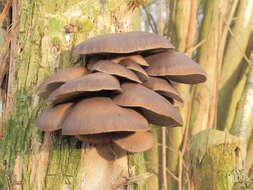 Image of Pleurotus ostreatus (Jacq.) P. Kumm. 1871