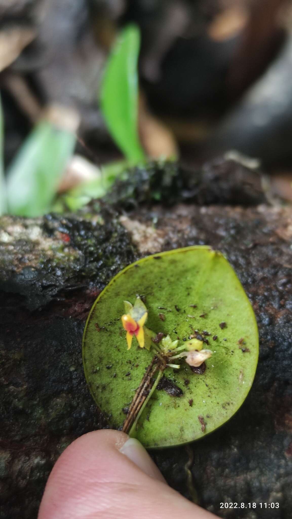 Image of Lepanthes quetzalensis Luer & Béhar