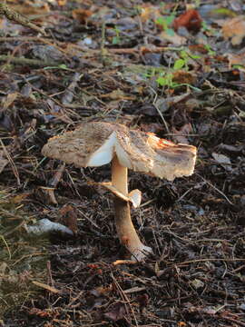 Plancia ëd Chlorophyllum rhacodes