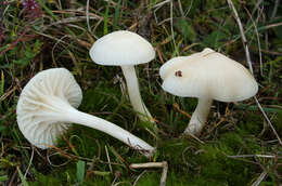 Image of Snowy Waxcap