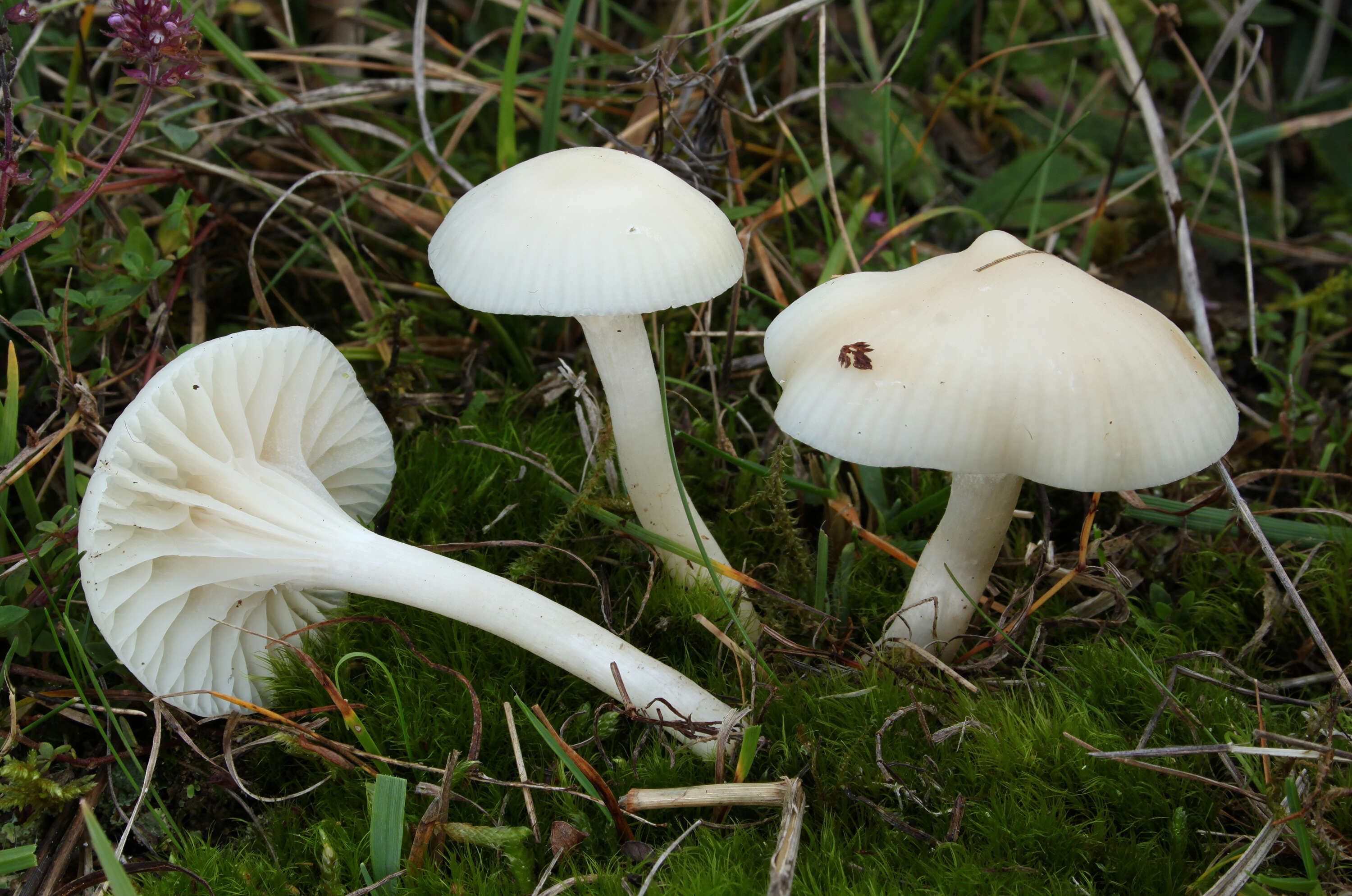Image of Snowy Waxcap