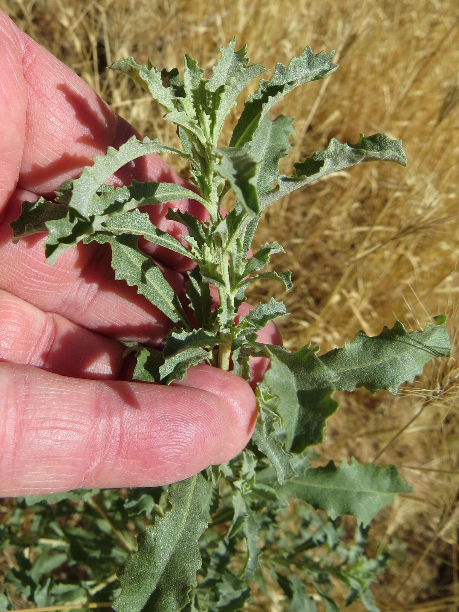 Image of white amaranth, white pigweed