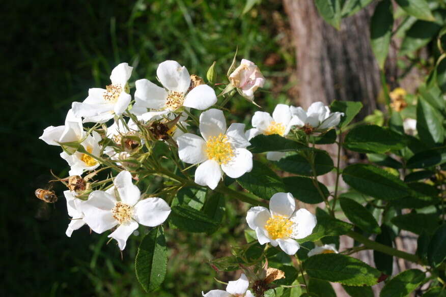 Image de Rosa moschata J. Herrmann