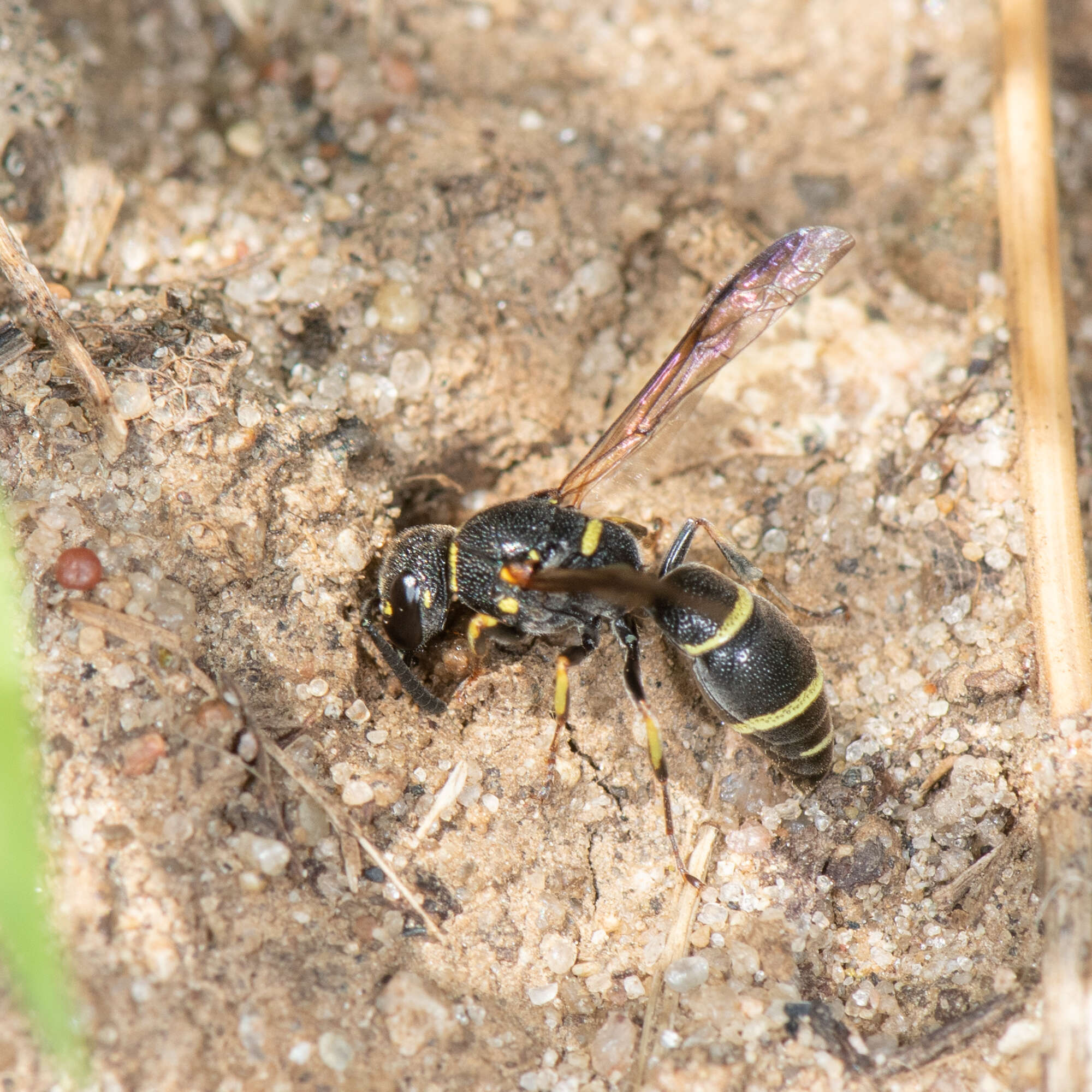 Image of Parancistrocerus pensylvanicus (de Saussure 1856)