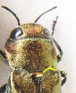 Imagem de Agrilus viridis (Linnaeus 1758)