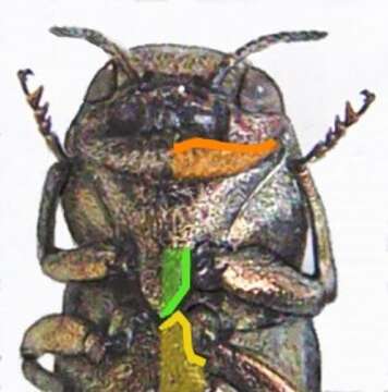 Imagem de Agrilus viridis (Linnaeus 1758)