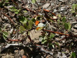 Image of Sara Orangetip