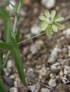 Basananthe triloba (Bolus) de Wilde的圖片