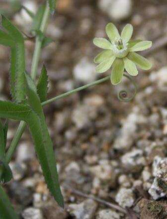 Basananthe triloba (Bolus) de Wilde的圖片