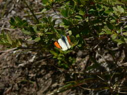 Image of Sara Orangetip