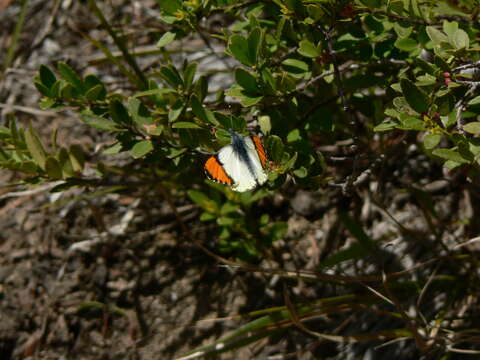 Image of Sara Orangetip