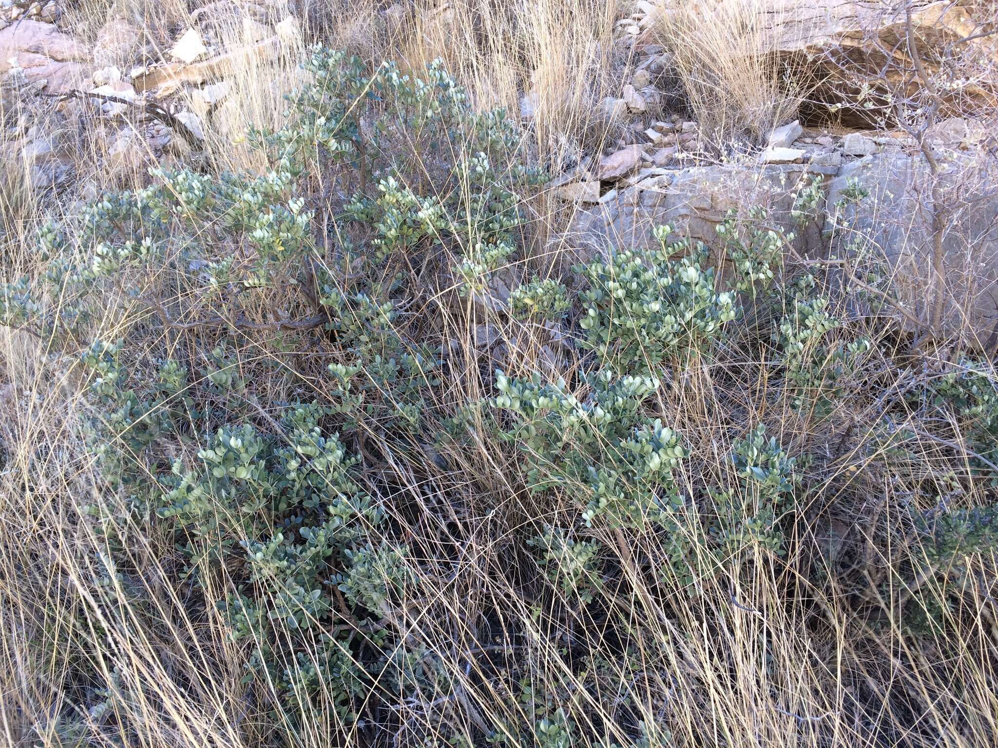 Image de Dermatophyllum gypsophilum subsp. guadalupense