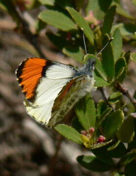 Image of Sara Orangetip