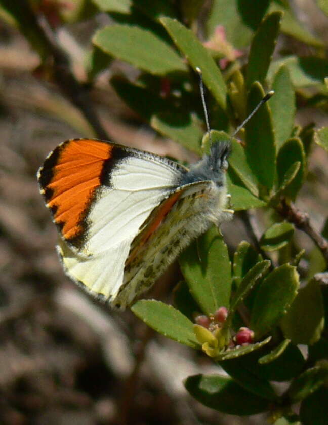 Image of Sara Orangetip