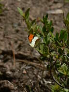 Image of Sara Orangetip