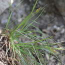 Image of Carex depressa subsp. basilaris (Jord.) Cif. & Giacom.