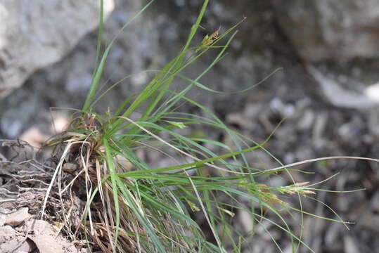 Image of Carex depressa subsp. basilaris (Jord.) Cif. & Giacom.