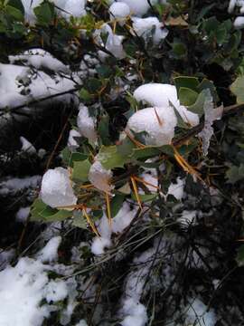 Image of Berberis grevilleana Gill.