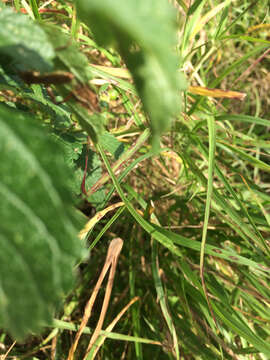 Image of Texas Bow-legged Bug