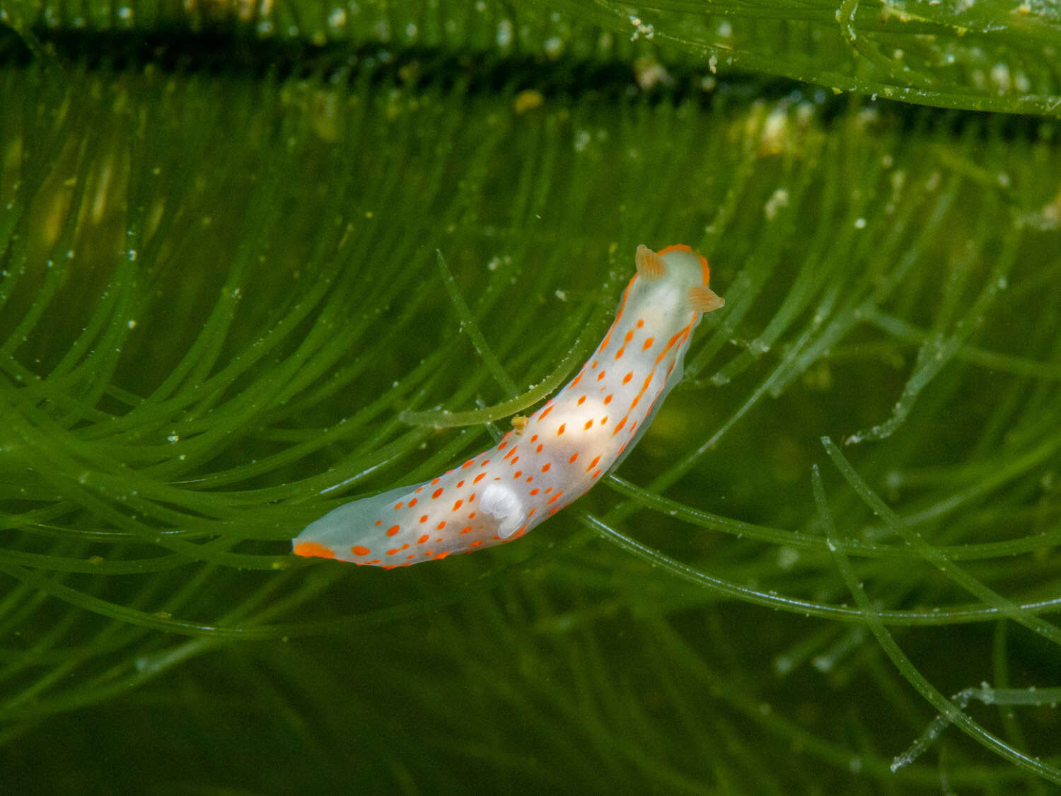 Image of Gymnodoris alba (Bergh 1877)