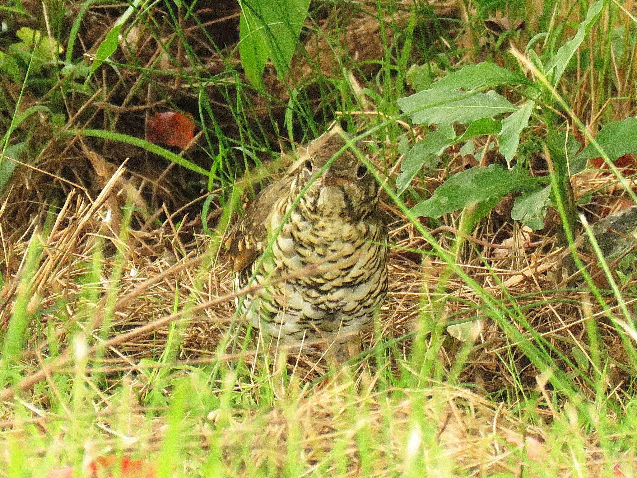 Image of Bassian Thrush