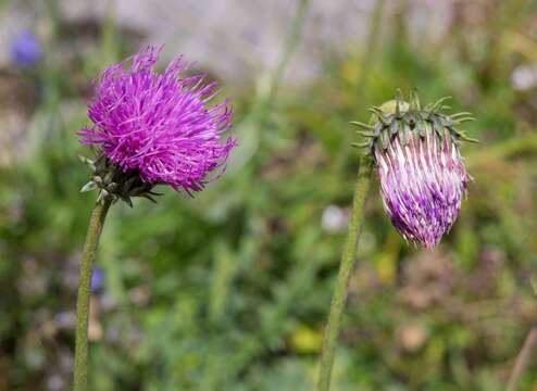 Imagem de Carduus defloratus subsp. defloratus