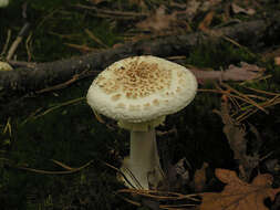 Image of False deathcap