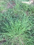 Image of bunch cutgrass