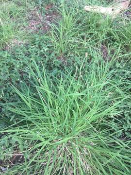 Image of bunch cutgrass