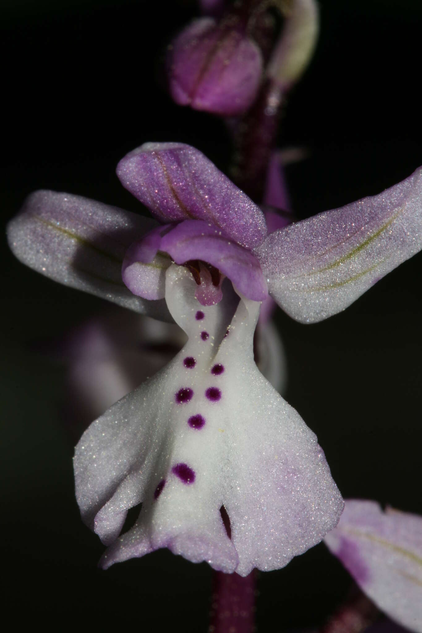 Sivun Orchis anatolica Boiss. kuva