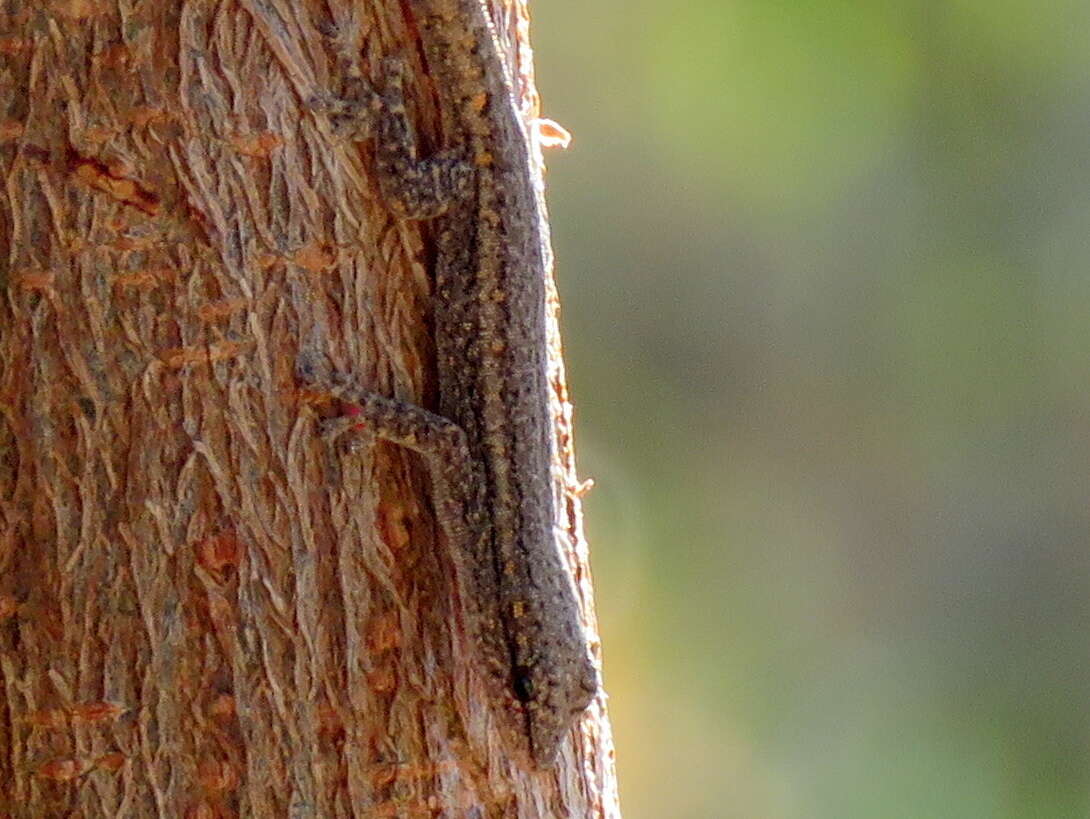 Image of Bradfield's Dwarf Gecko