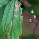 Image of Stigmella ceanothi (Braun 1910) Newton et al. 1982