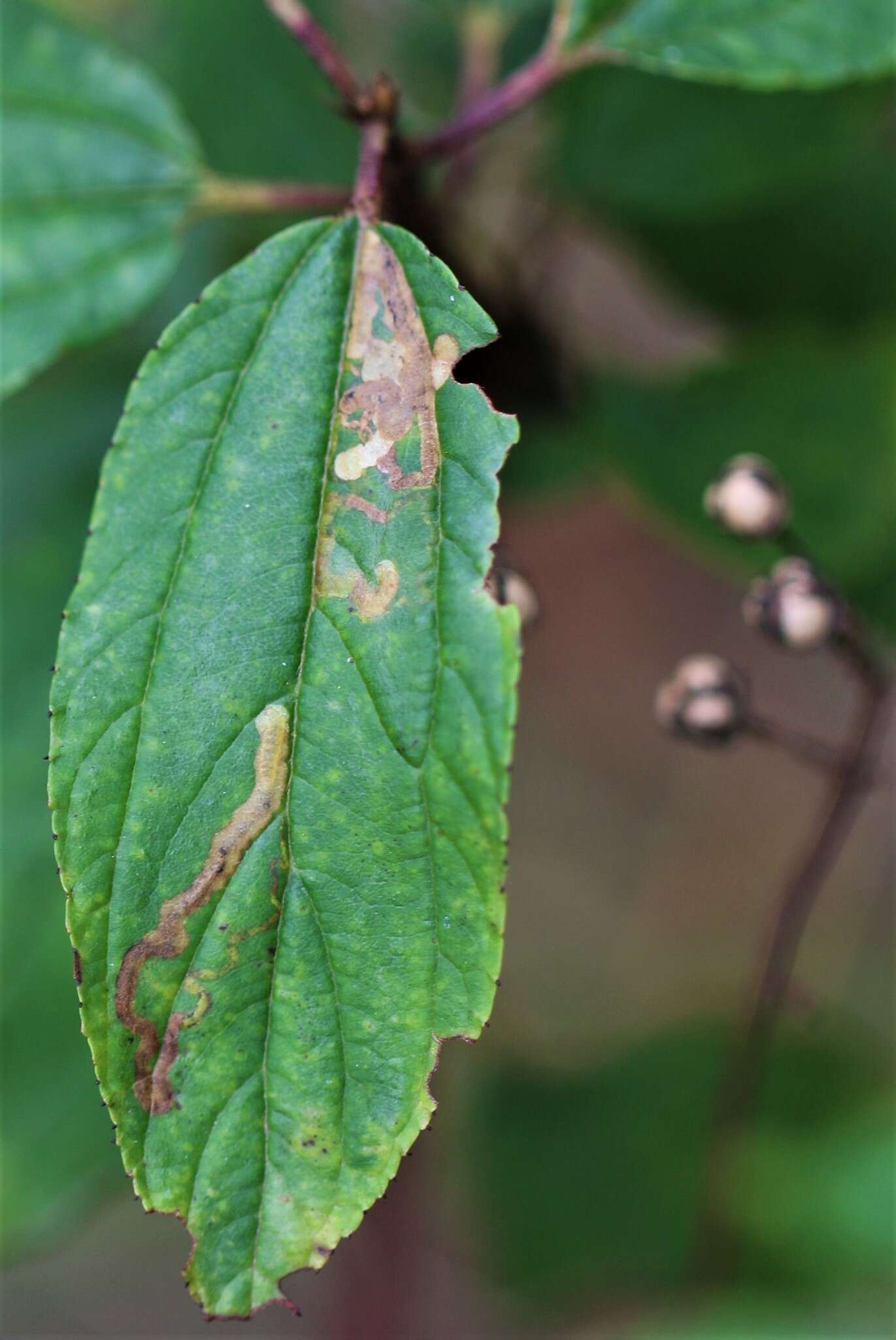 Sivun Stigmella ceanothi (Braun 1910) Newton et al. 1982 kuva