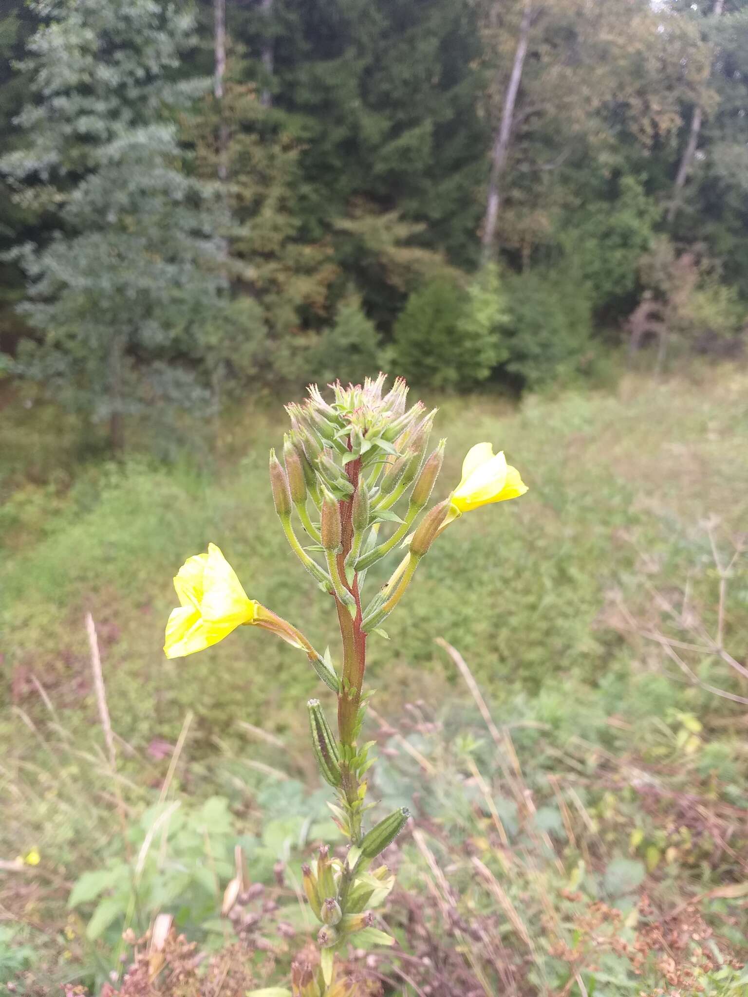 Image of Oenothera fallax Renner