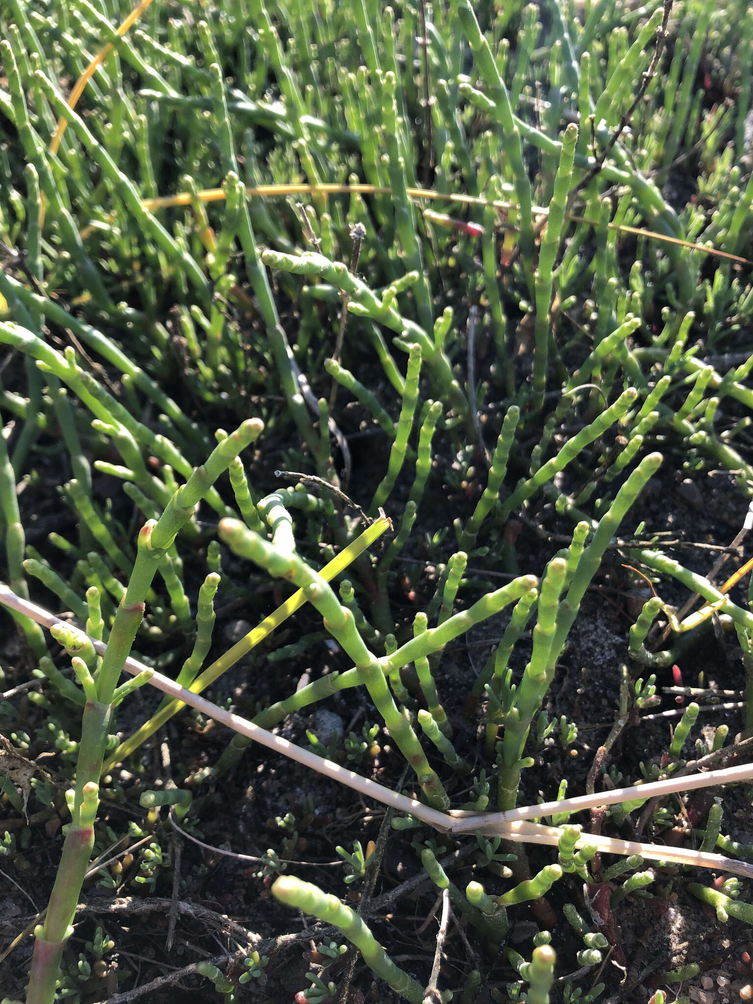 Image of Perennial Glasswort