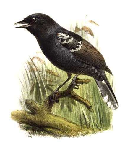 Image of Variable Antshrike