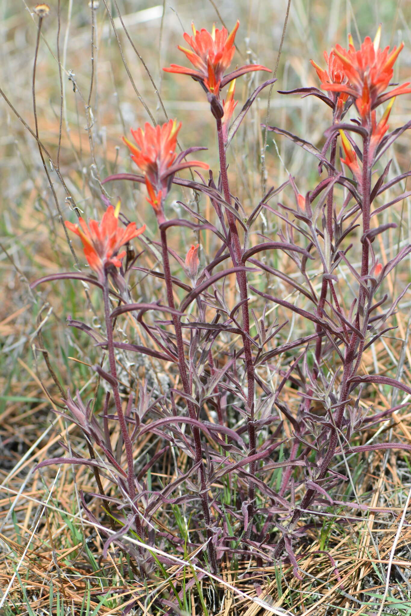 Image of longleaf Indian paintbrush