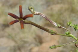 Image de Jamesbrittenia atropurpurea subsp. atropurpurea